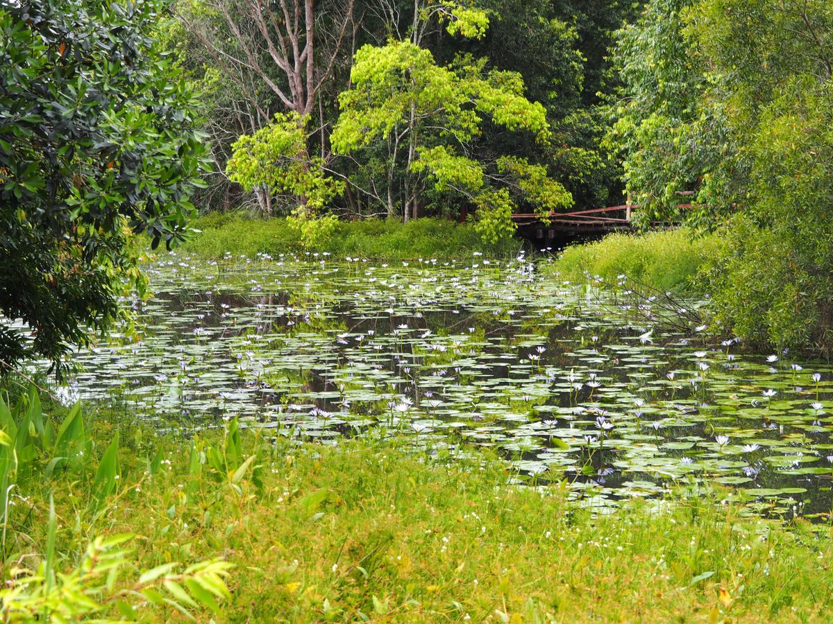 Lilypad Luxury Cabins Bellingen Ngoại thất bức ảnh