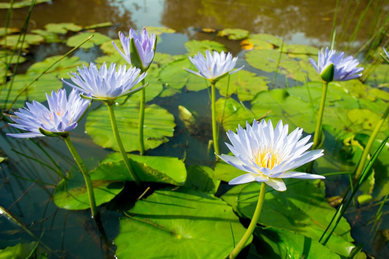 Lilypad Luxury Cabins Bellingen Ngoại thất bức ảnh